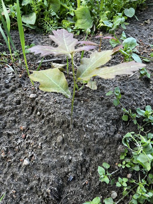 Sadzonki dębu, 10-20 cm, 10 sztuk