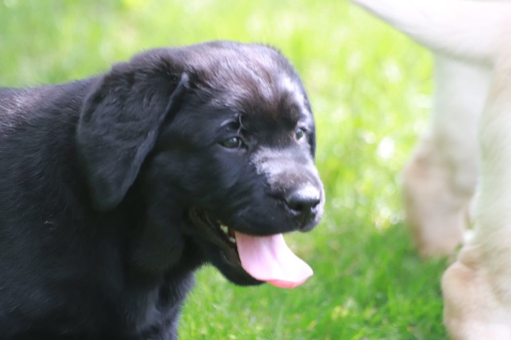 Labrador Retriever - czarny maluch