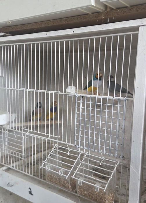 Diamantes gould 2026/ pardal de java