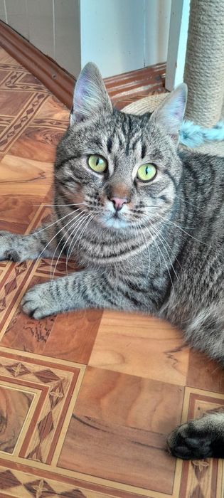 Віддам котика в добрі руки