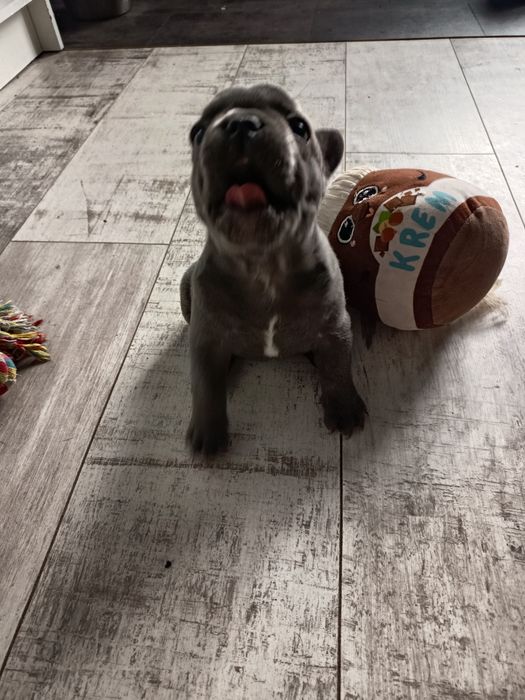 Buldog francuski - suczka