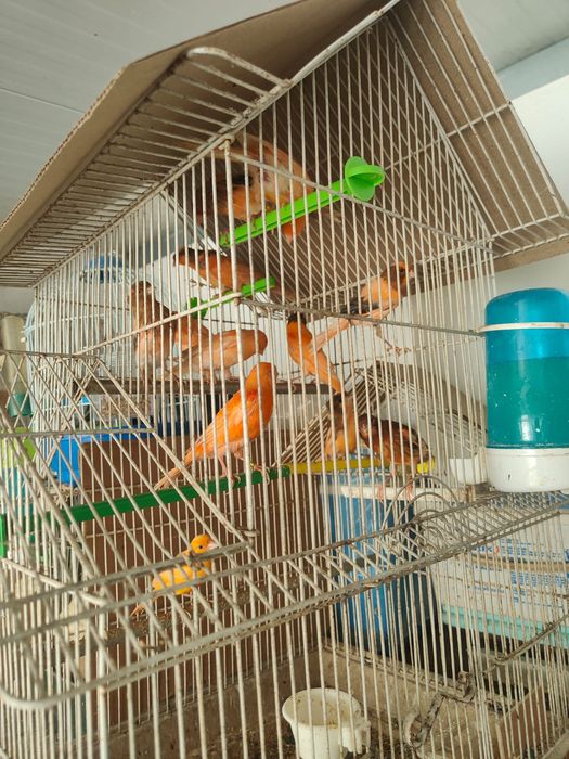 Canários de várias cores