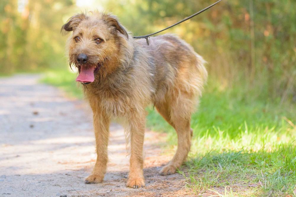 Dostojny Makesh w typie terriera szuka domu