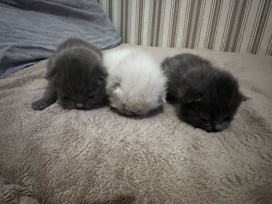 Візьму бронь на кошеня