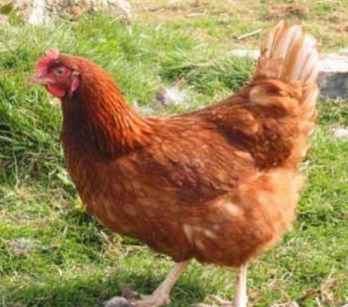 Инкубационное яйцо Тетра СЛ