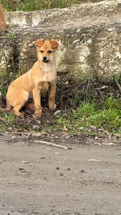 Безкоштовно в добрі руки