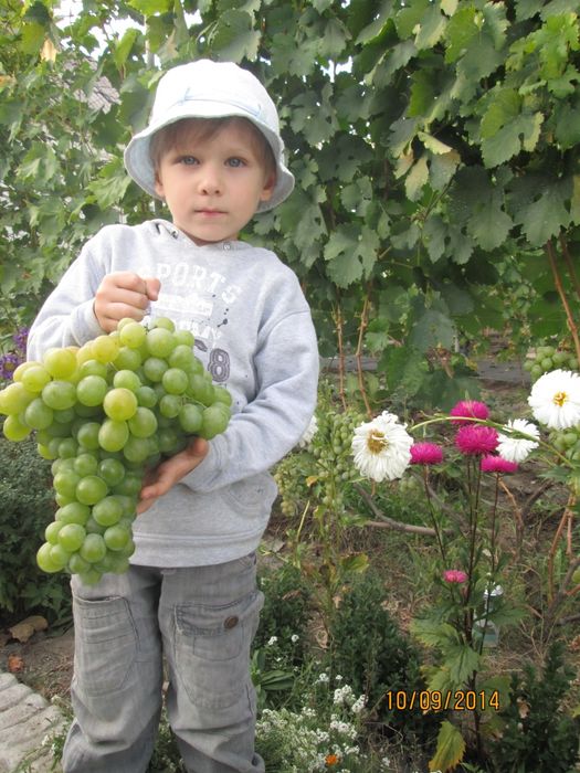 Саджанці винограду / саженцы винограда