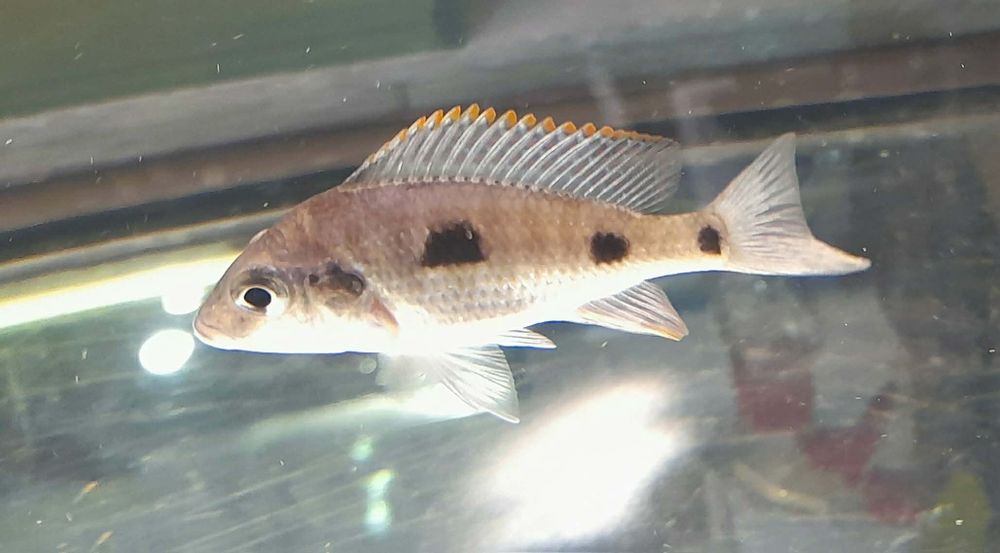 Pyszczaki malawi