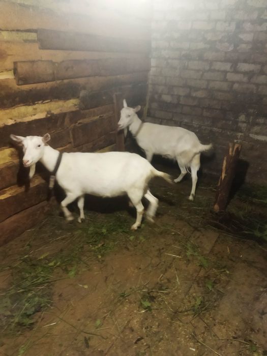 Продам дойных коз
