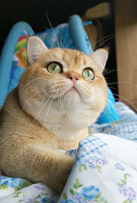 Яркий золотой медведь)Шиншила