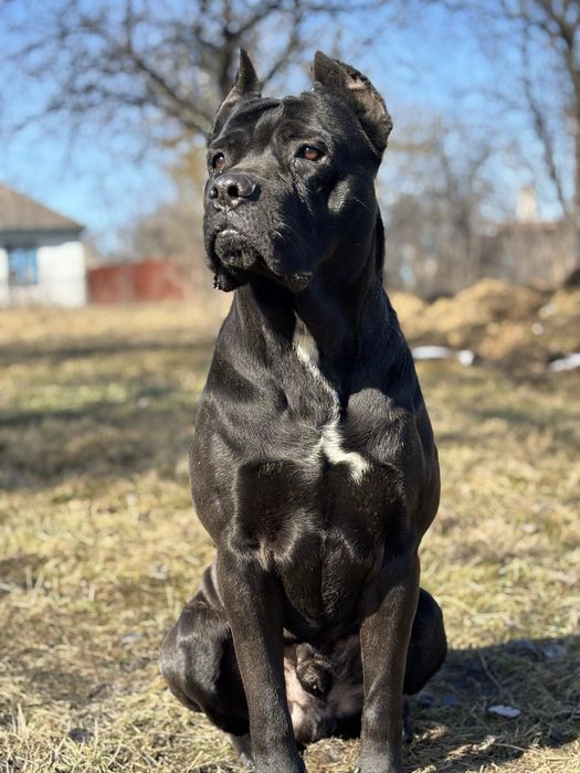 Канекорсо кабель на вязку