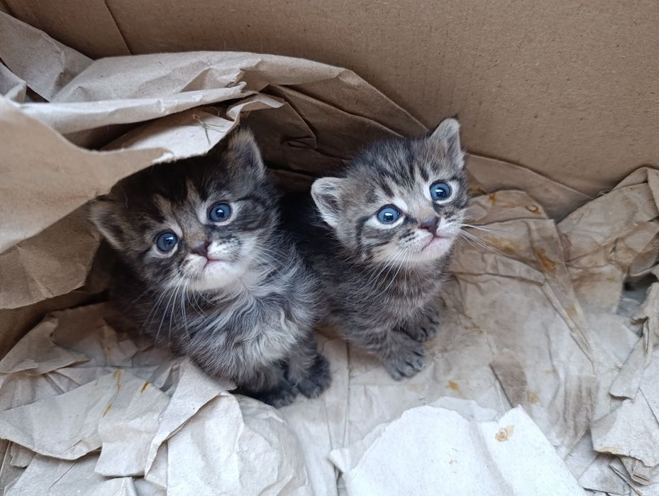 Котики шукають дім