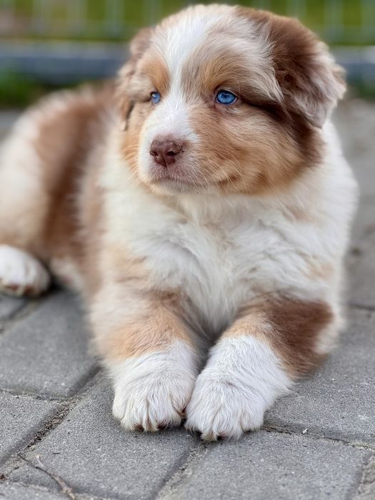 Owczarek australijski , Aussie , piesek