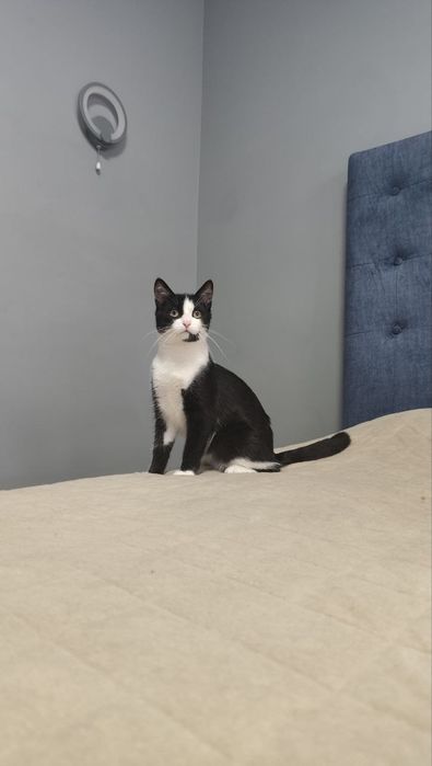 Котик в добрі руки