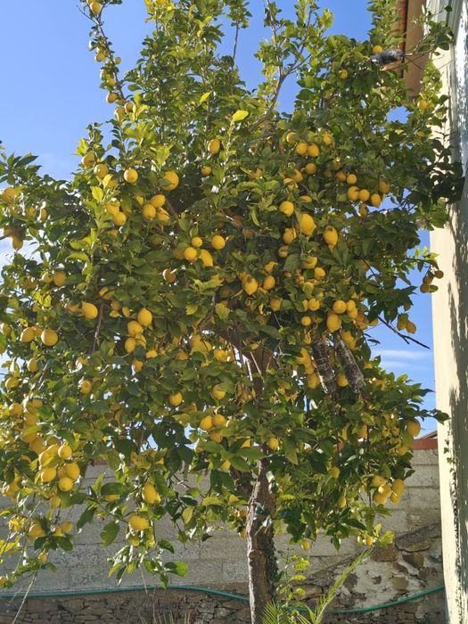 Limões bio excelente qualidade.