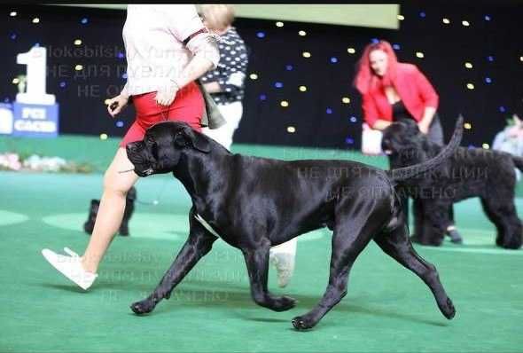 Кобель Итальянский Кане-корсо (Cane Corso) для вязки