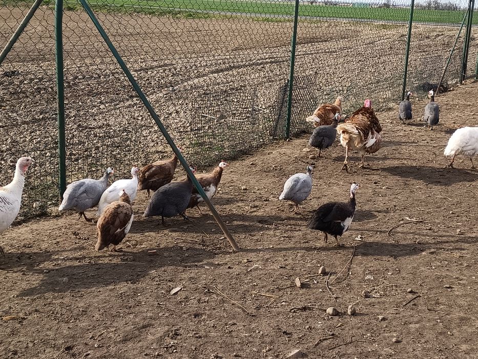 Jaja lęgowe perlicze