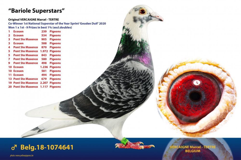 Gołąb młody 100% Marcel Vercaigne