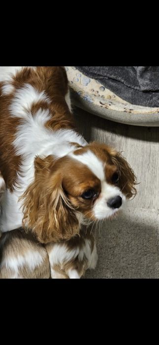 Cavapoo.Samiec F.1.Badania genetyczne.Do odbioru.