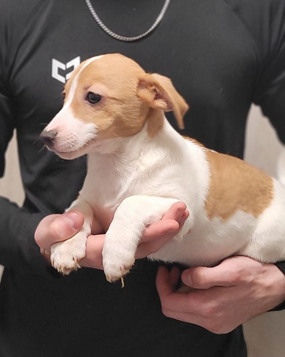 Jack Russell Terrier Szczeniak Brązowo Biały