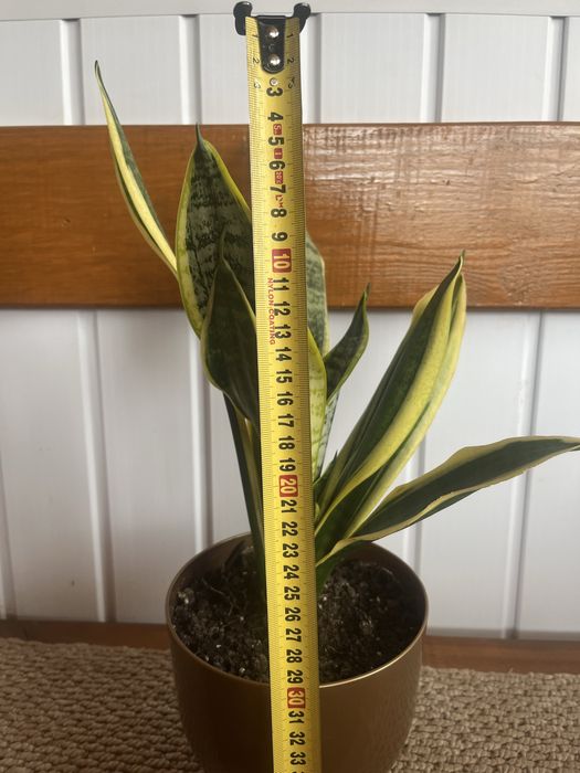 Кімнатна рослина сенсевієрія (щучий хвіст, тьощин язик без горшка