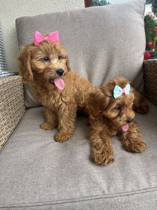 Suczka cavapoo gotowa do odbioru