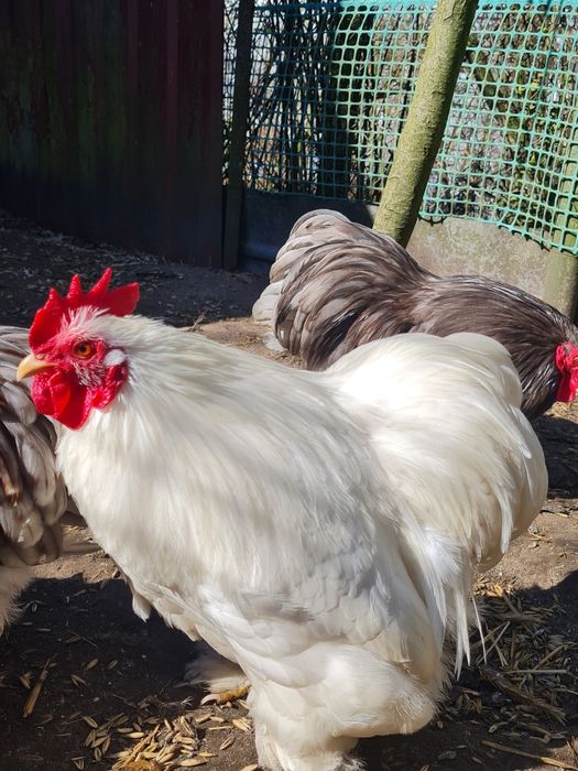 Sprzedam koguty kochina