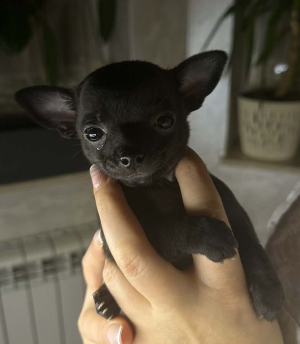 Suczka chihuahua do rezerwacji