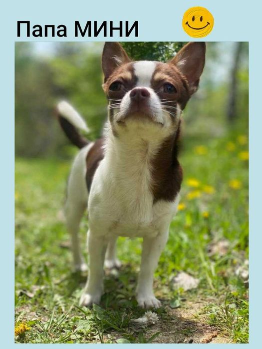 МИНИ пушистик Чихуахуа, в Киеве. 2.5 мес.