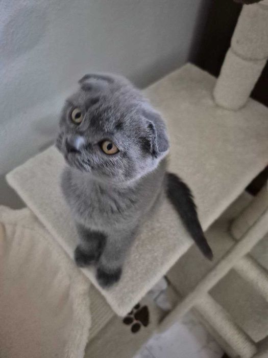 Gatinho Scotish Fold
