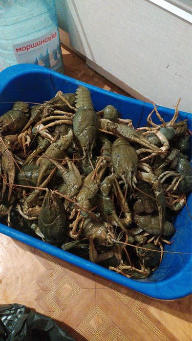 Живі та варені Раки в наявності!