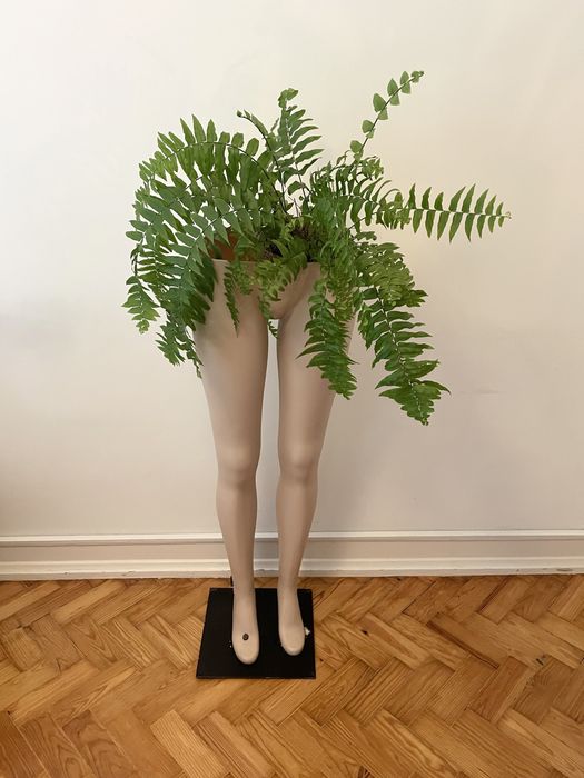 Samambaia Fetos | Boston Fern