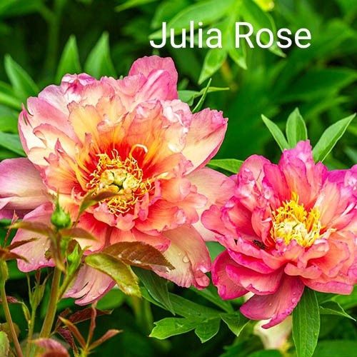 Півонії ІТО.Кореневища