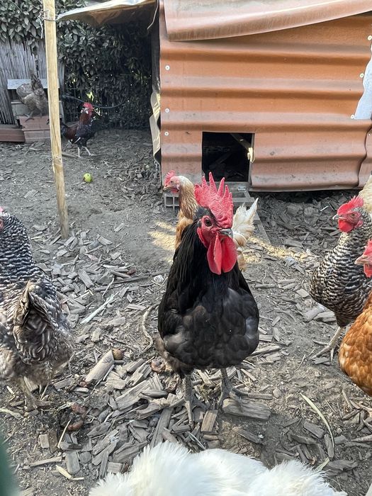 Vendo Galos e Galinhas de Raças Autóctones Portuguesas - Preta Lusitana
