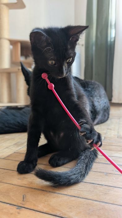 Kotka Koko w poszukiwaniu domu