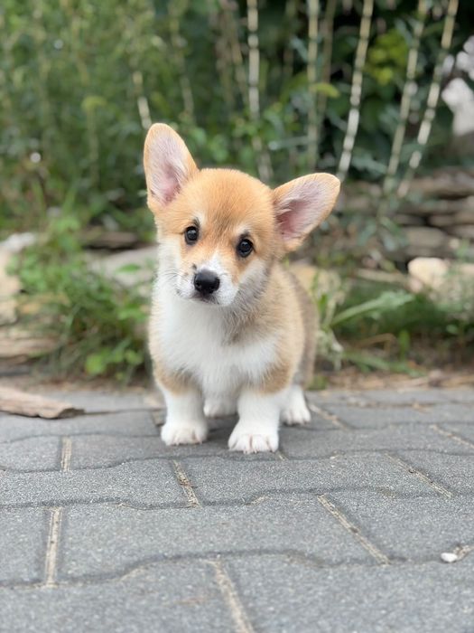 Welsh corgi pembroke Fci chłopiec