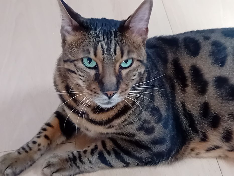 Gato Bengal  Oportunidade urgente