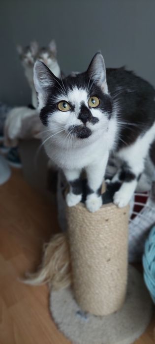 Nina cudowna koteczka do adopcji