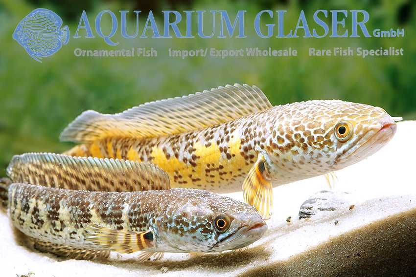 Channa aurantimaculata wild 15-20cm