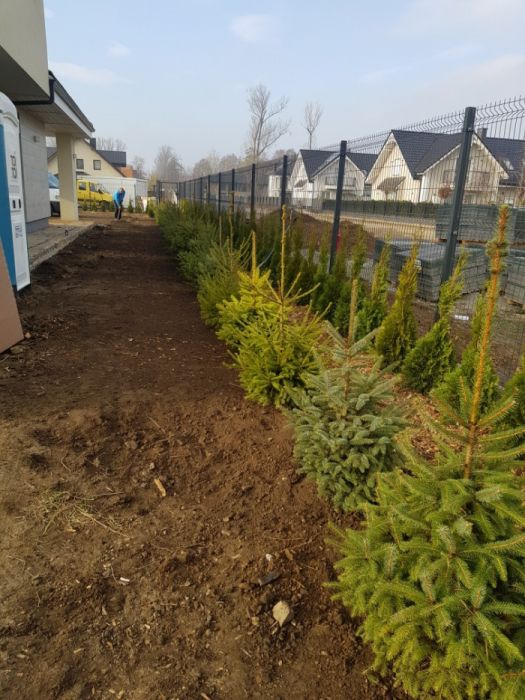 Świerk srebrny ozdobne choinka p9 kora doniczka TRANSPORT SADZENIE !!