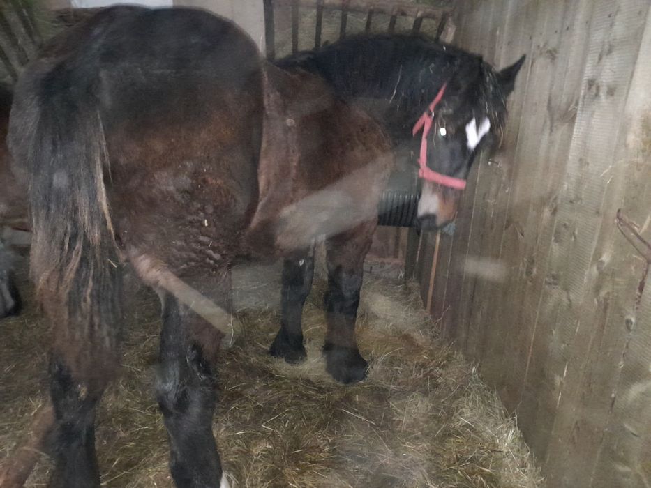 Źrebica zimnokrwista