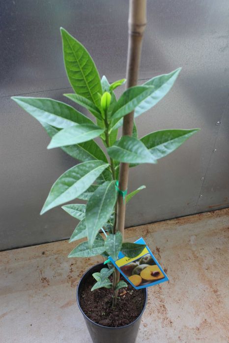 Lucuma Plant / Planta de Fruta Lúcuma