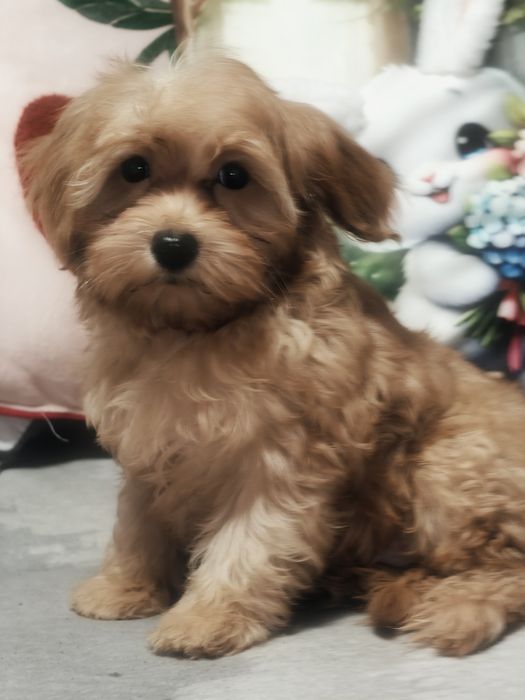 Śliczny piesek Maltipoo