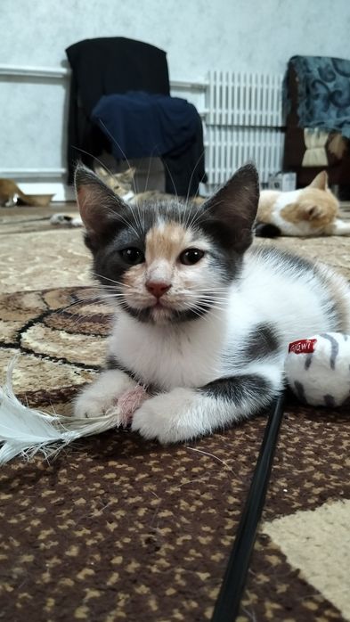 Віддам кошенят в добрі руки