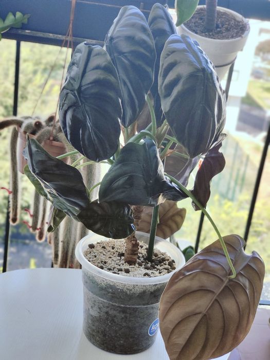 Alocasia cuprea // planta interior