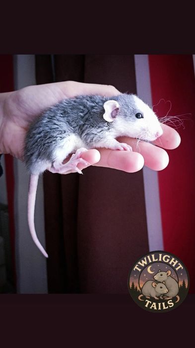 Szczurki odmiany Dumbo/REX/Standard