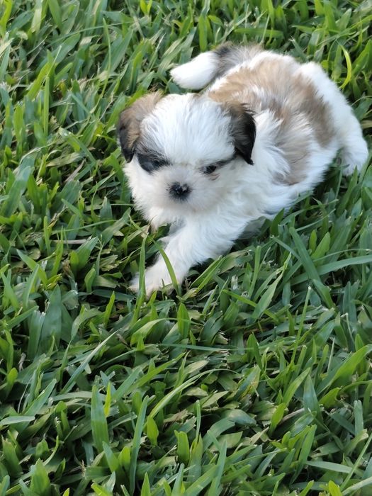 Shih-Tzu macho disponível