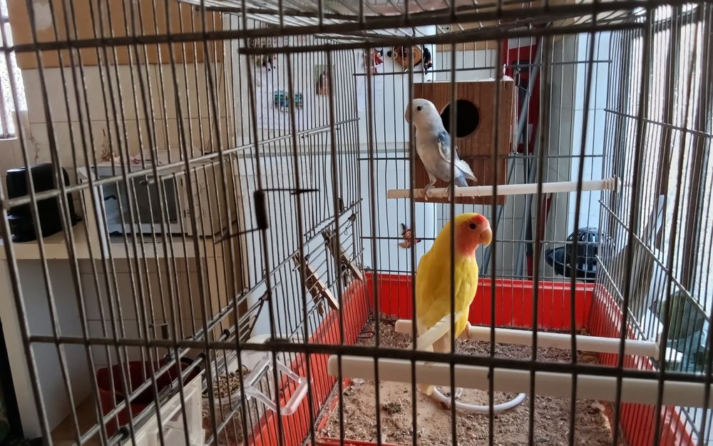 Casal reprodutor de rosicolis agapornis aceito trocas ou para venda ler a descrição