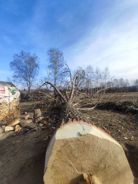 Wycinka drzew Usługi Leśne i Ogrodnicze