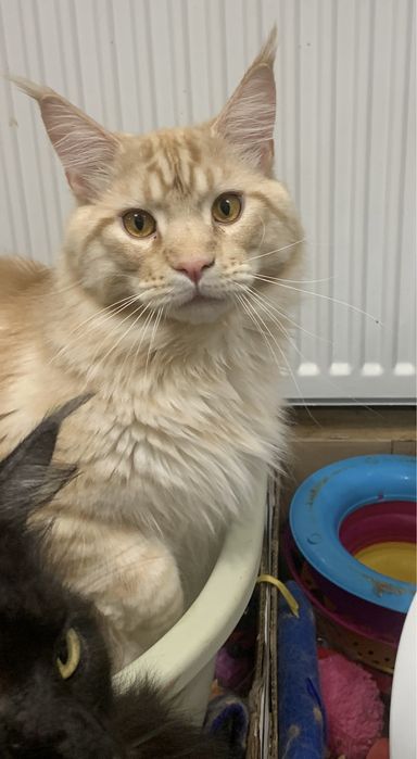 Кошеня мейн-кун недорого